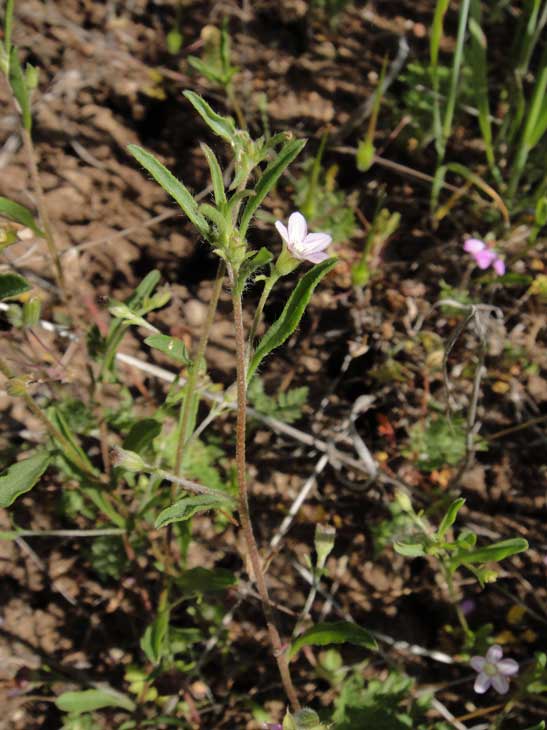 Convolvulus simulans Convolvulus simulans
