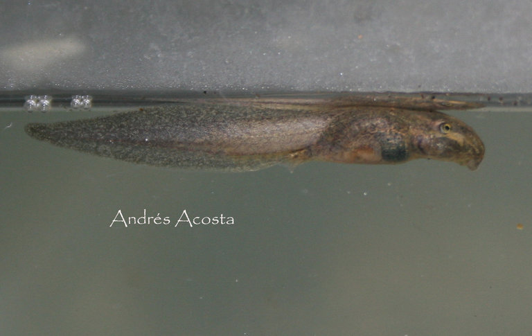 Leptodactylus bolivianus Leptodactylus bolivianus