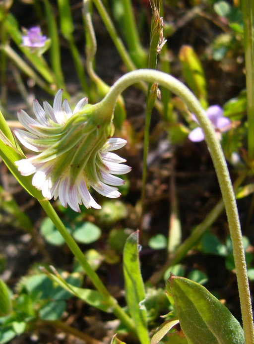 Microseris douglasii ssp. douglasii