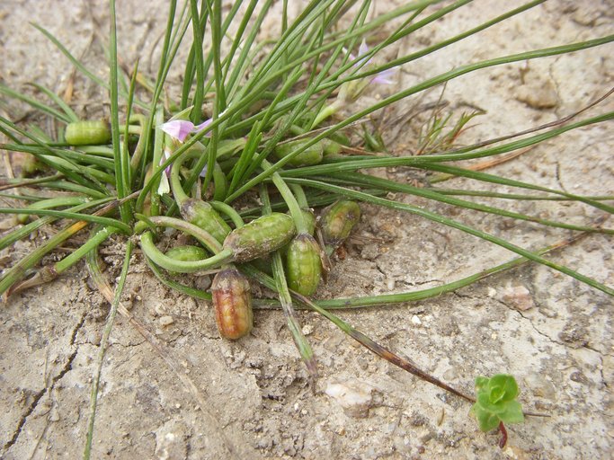 Romulea rosea var. australis
