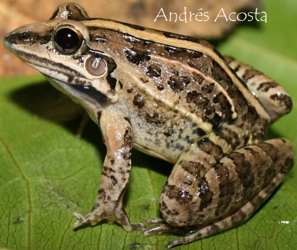 Leptodactylus fuscus