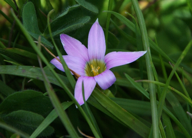Romulea rosea var. australis Romulea rosea var. australis
