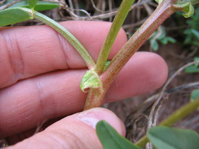 Astragalus praelongus var. praelongus