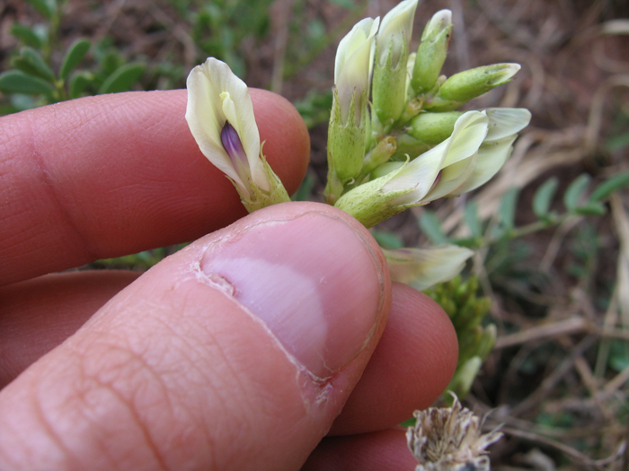 Astragalus praelongus var. praelongus Astragalus praelongus var. praelongus