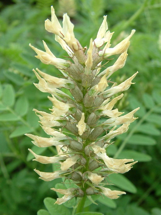 Astragalus alpinus var. alpinus Astragalus alpinus var. alpinus