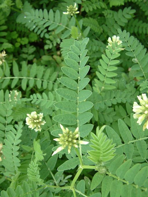 Astragalus alpinus var. alpinus Astragalus alpinus var. alpinus