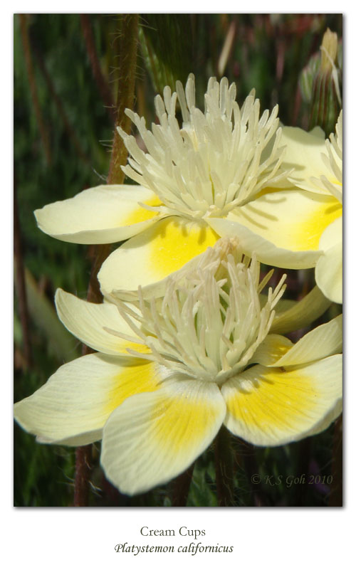 Platystemon californicus Platystemon californicus