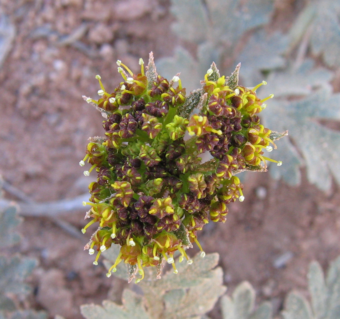 Cymopterus acaulis var. fendleri