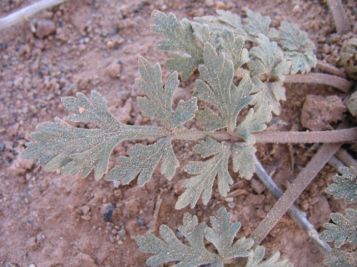 Cymopterus acaulis var. fendleri