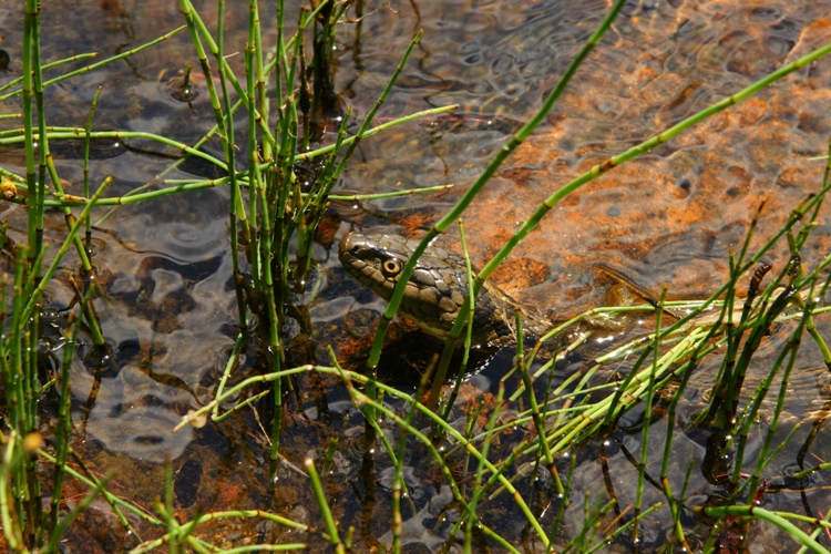 Thamnophis couchii Thamnophis couchii