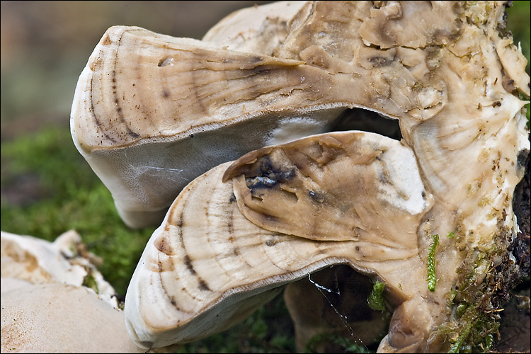 Bjerkandera fumosa