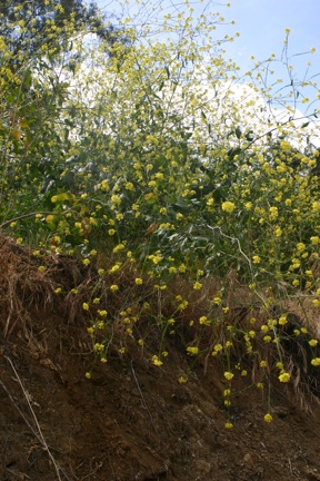 Brassica nigra Brassica nigra