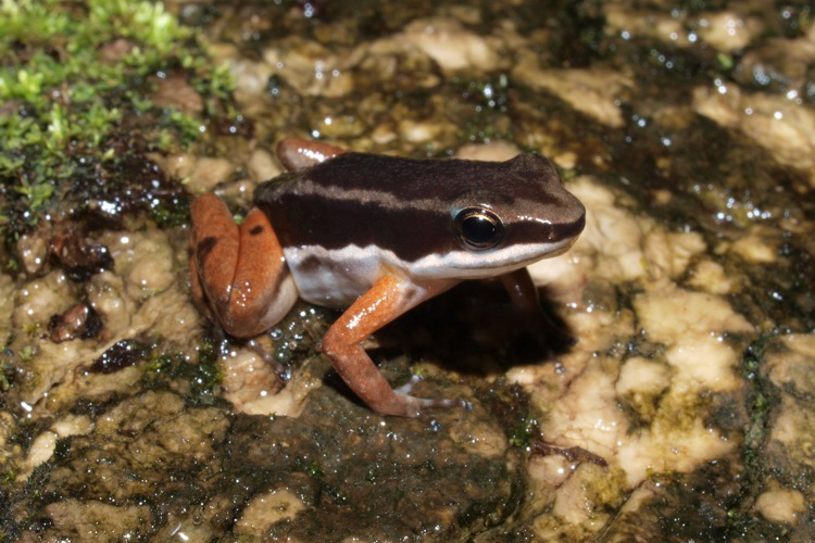 Allobates talamancae