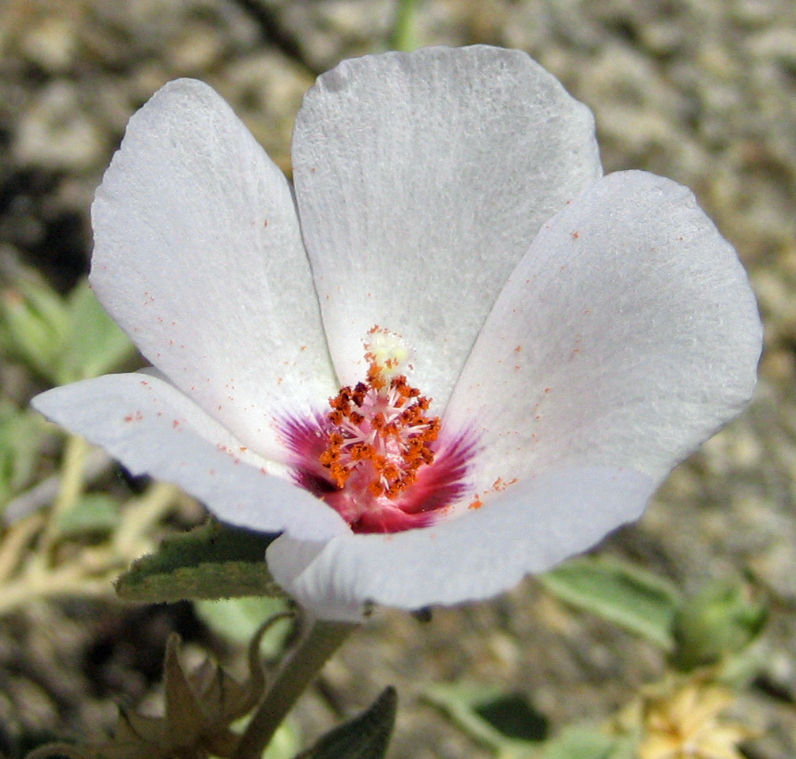 Hibiscus denudatus