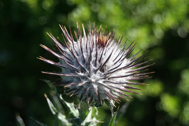 Cirsium occidentale var. occidentale