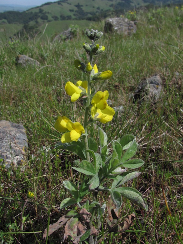 Thermopsis californica var. californica Thermopsis californica var. californica