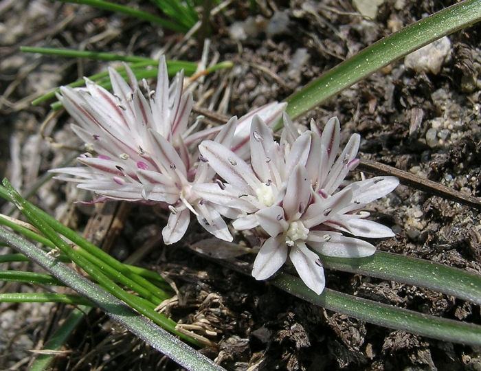 Allium obtusum var. obtusum