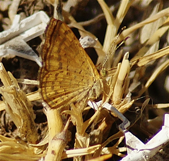 Calephelis nemesis Calephelis nemesis