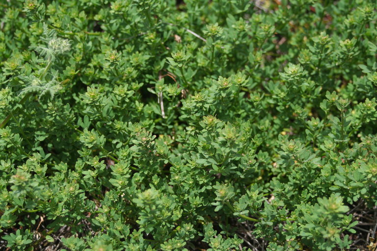 Acmispon glaber