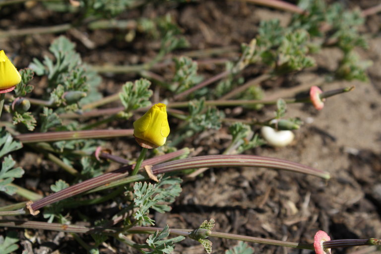 Eschscholzia californica