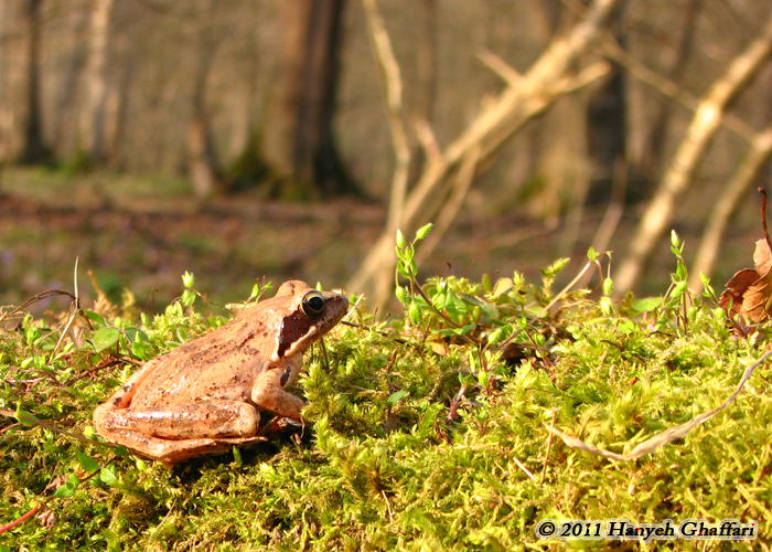 Rana pseudodalmatina Rana pseudodalmatina
