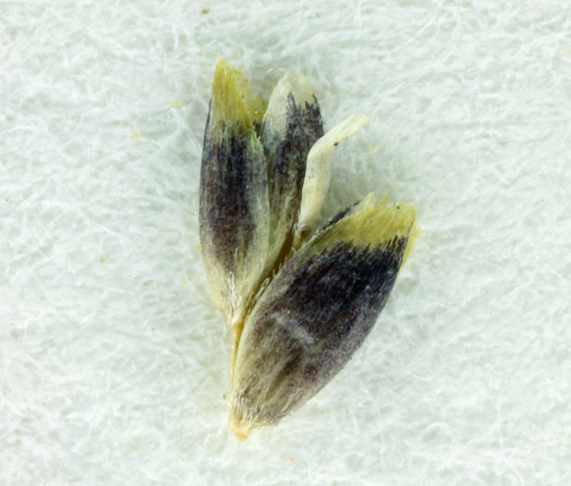 Puccinellia distans