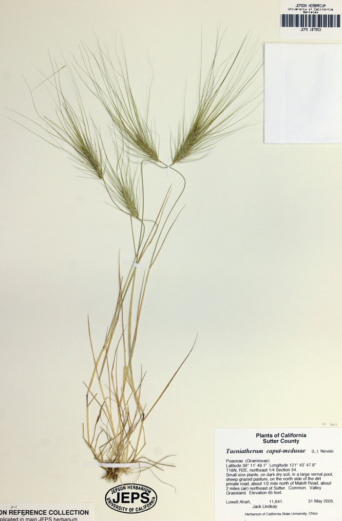 Elymus caput-medusae Elymus caput-medusae