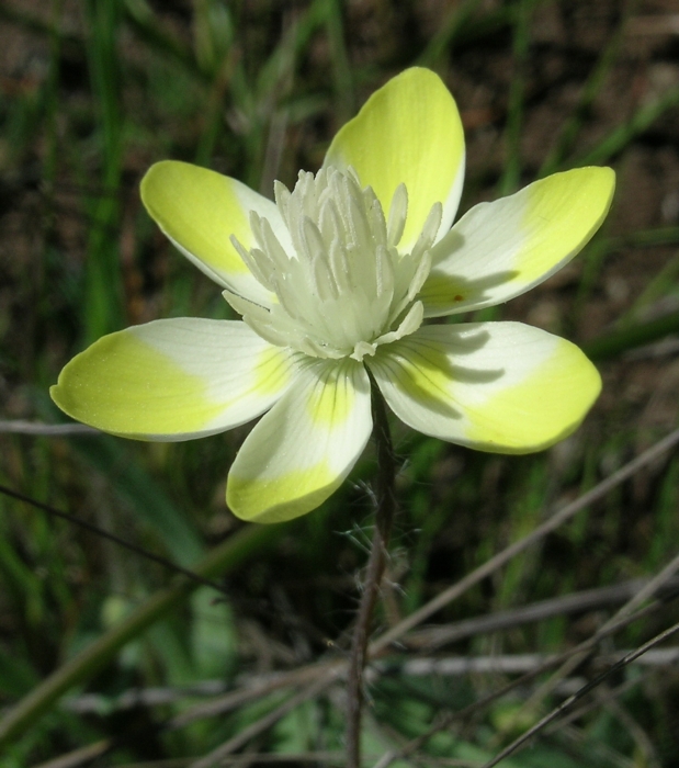 Platystemon californicus Platystemon californicus