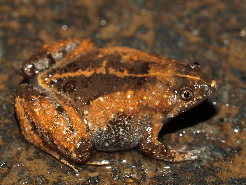 Paradoxophyla palmata Paradoxophyla palmata