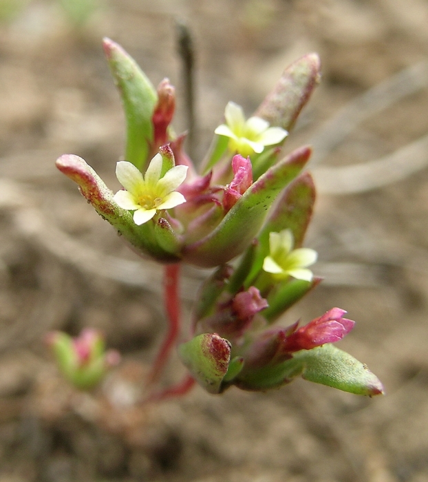 Gymnosteris parvula