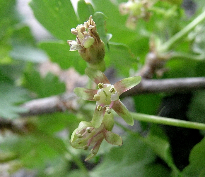 Ribes inerme var. inerme Ribes inerme var. inerme
