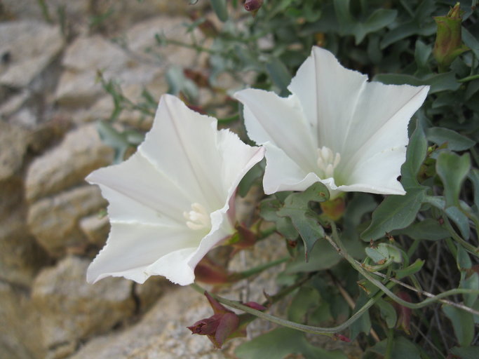 Calystegia peirsonii