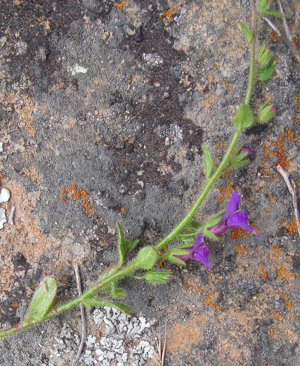 Antirrhinum nuttallianum ssp. subsessile Antirrhinum nuttallianum ssp. subsessile