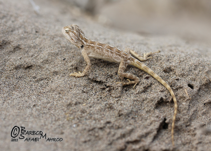 Trapelus agilis