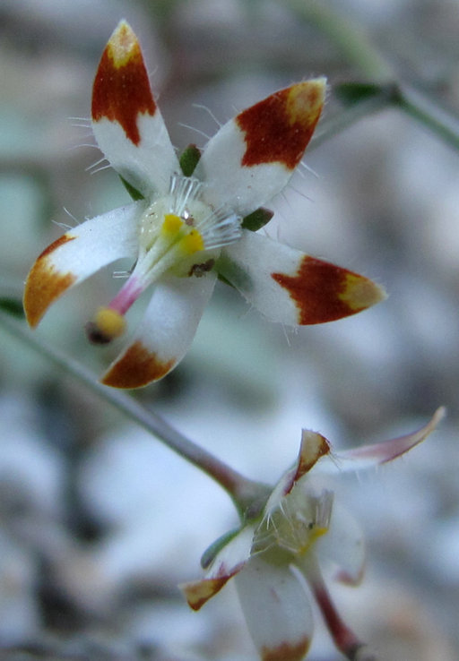 Nemacladus rubescens Nemacladus rubescens