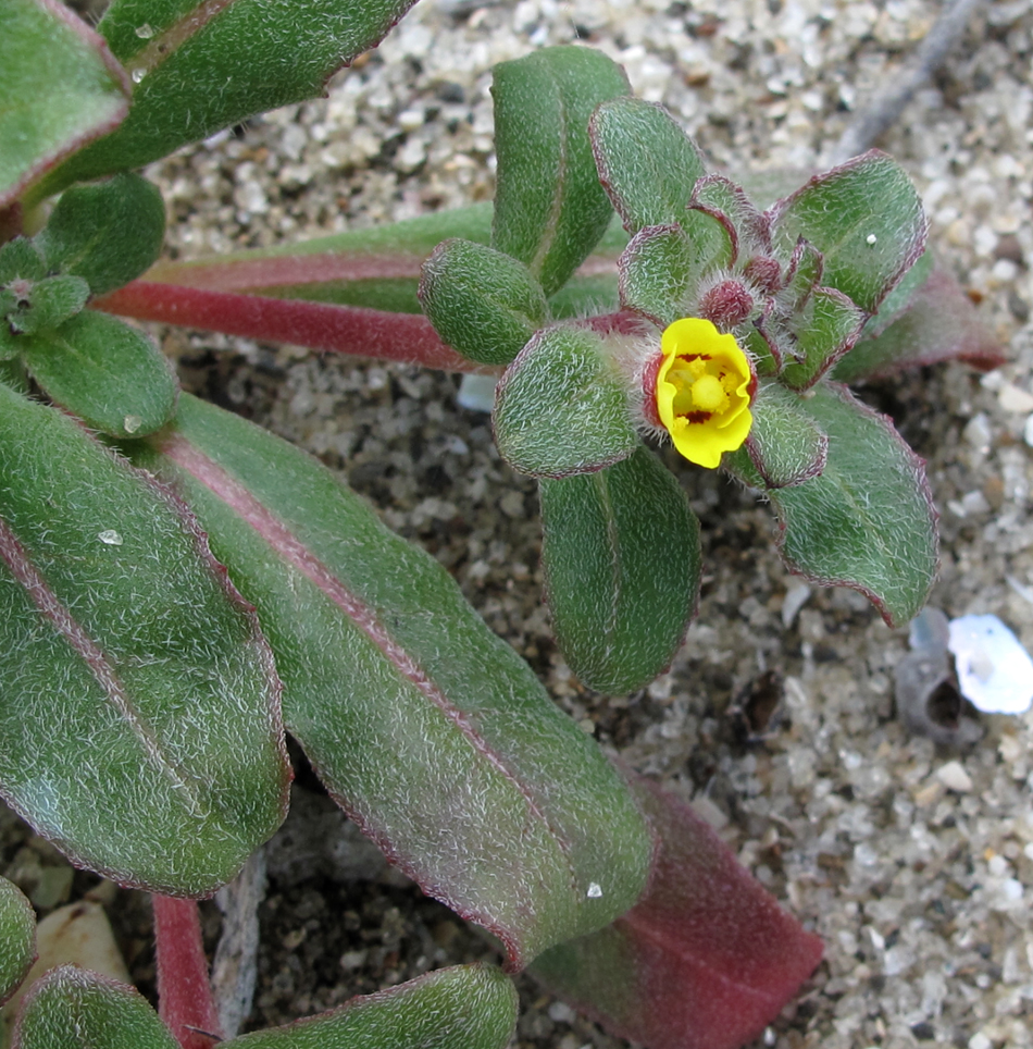 Camissonia guadalupensis ssp. clementina