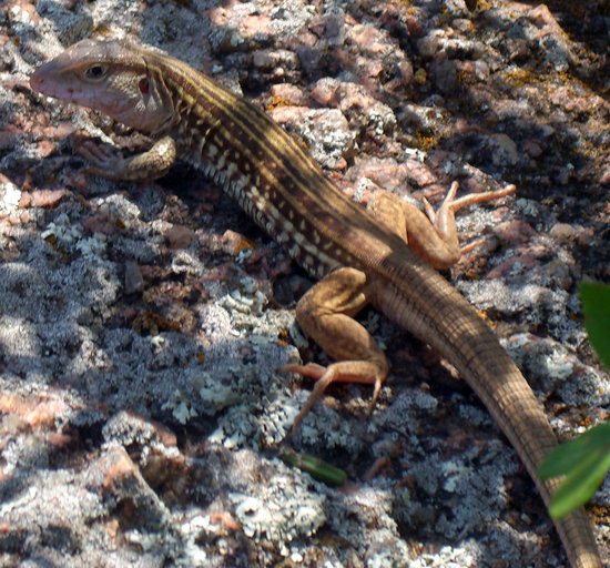 Aspidoscelis gularis Aspidoscelis gularis
