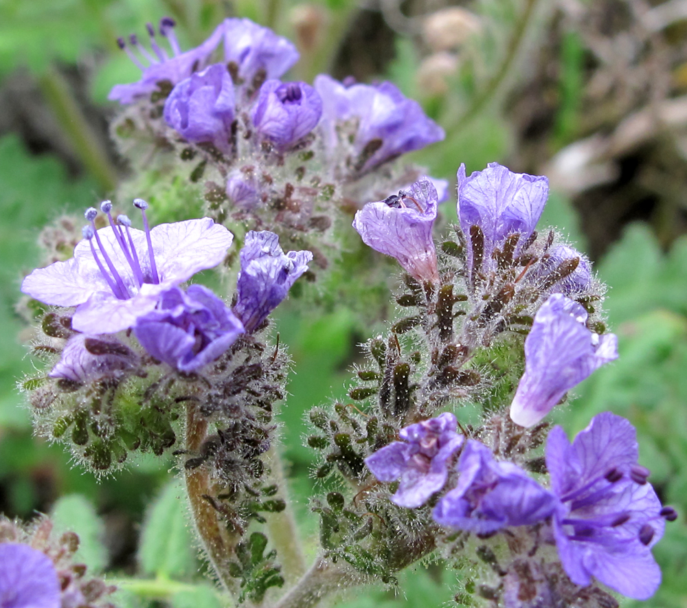 Phacelia floribunda Phacelia floribunda