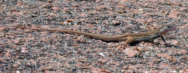 Aspidoscelis gularis Aspidoscelis gularis