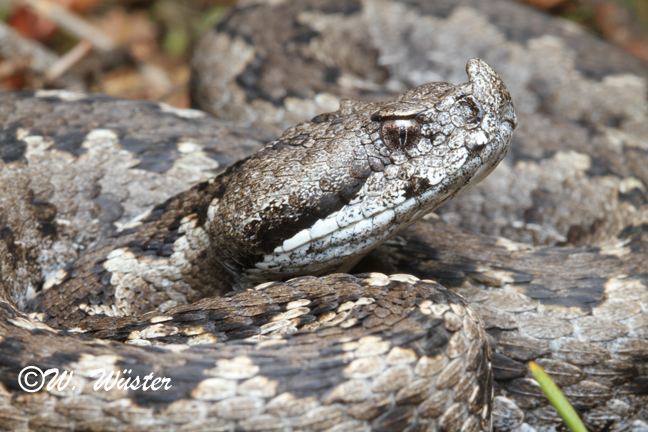 Vipera latastei latastei Vipera latastei latastei