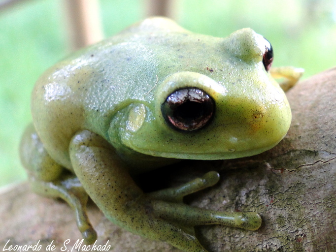 CalPhotos: Aplastodiscus perviridis