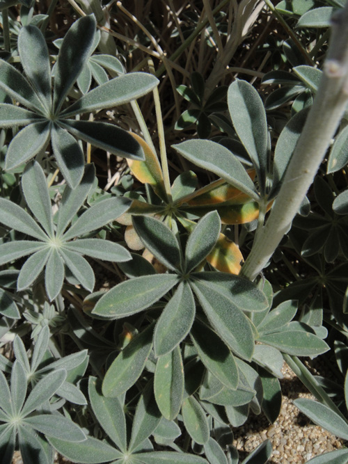 Lupinus albifrons var. medius