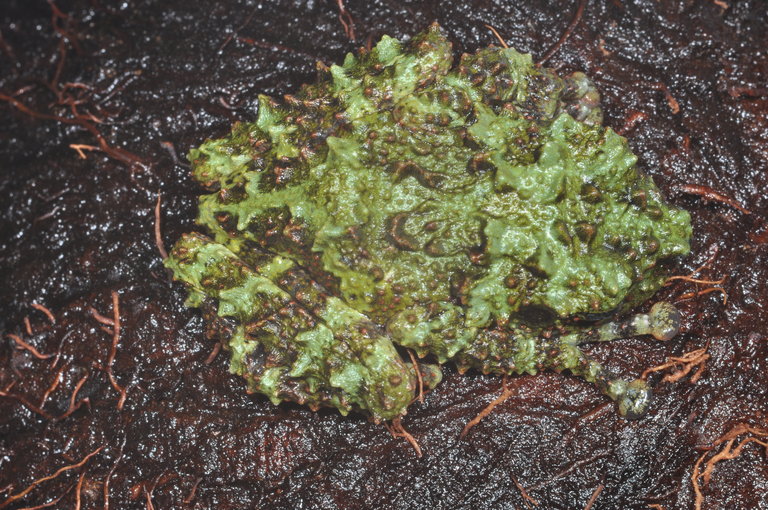 Theloderma bicolor