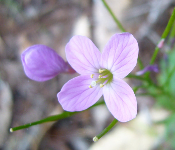 Cardamine californica