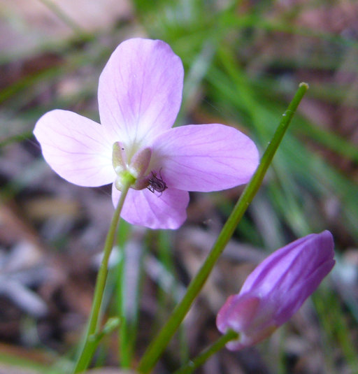 Cardamine californica