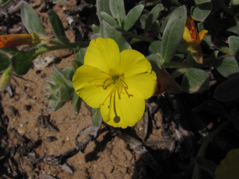 Camissoniopsis cheiranthifolia ssp. suffruticosa