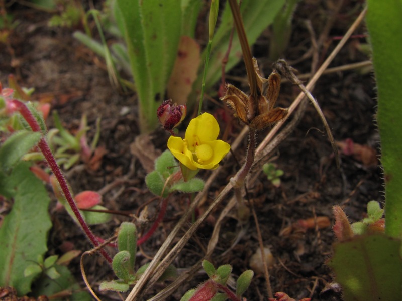Camissoniopsis lewisii