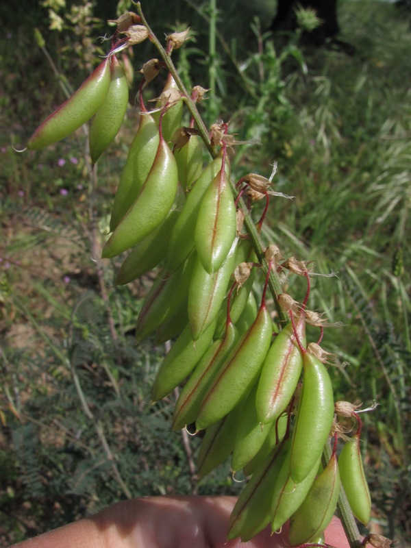 Astragalus trichopodus Astragalus trichopodus