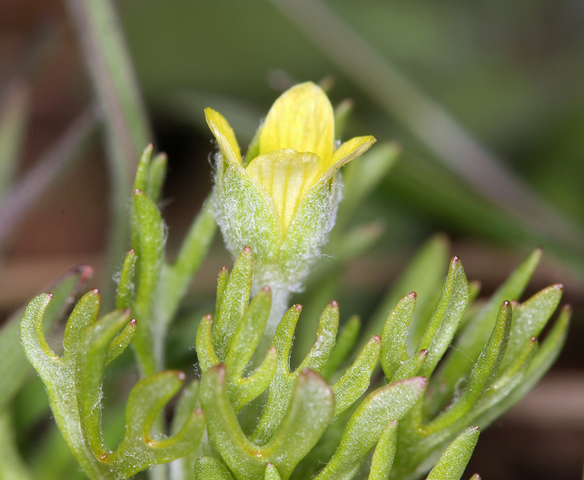 Ranunculus testiculatus Ranunculus testiculatus