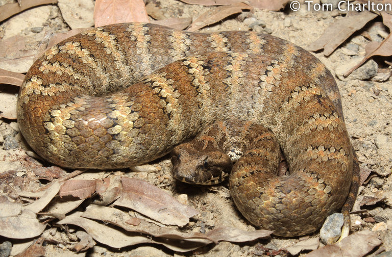 Acanthophis praelongus Acanthophis praelongus